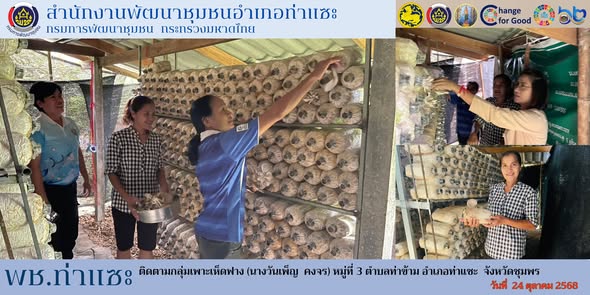พช. ท่าแซะ ติดตามการดำเนินงานกลุ่มเพาะเห็ดฟาง (นางวันเพ็ญ คงจร) หมู่ที่ 3 ตำบลท่าข้าม อำเภอท่าแซะ จังหวัดชุมพร